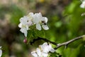 The blossoming apple-tree branch, a bee collects nectar Royalty Free Stock Photo