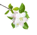 Blossoming apple tree branch.
