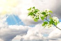 Blossoming apple tree branch with white flowers on blue sky, clouds and bright sunlight background Royalty Free Stock Photo