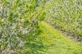 Close-up of apple tree branches covered in white apple blossoms in orchard Royalty Free Stock Photo