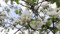 Blossoming apple tree branches sway in a light breeze against a blue sky