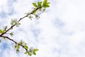 Blossoming apple tree close up shot against blue sky, copy space Royalty Free Stock Photo