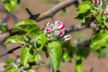 Blossoming apple-tree, the color of the apple tree in the early