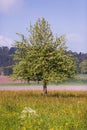 Blossoming Apple Tree with Countryside Fields in the Misty Background in Spring Royalty Free Stock Photo