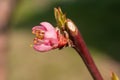 Blossoming apple tree flower of bright pink color on a thin branch after warming in the spring