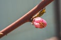 Blossoming apple tree flower of bright pink color on a thin branch after warming in the spring