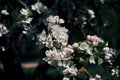 Blossoming of apple tree flowers
