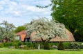 Blossoming apple tree in front of a farmhouse with a thatched roof in Nienburg on the river Weser