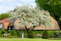 Blossoming apple tree in front of a farmhouse with a thatched roof in Nienburg on the river Weser