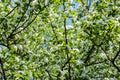 Blossoming apple tree Malus prunifolia, Chinese apple, Chinese crabapple spread the fragrant aroma. The apple tree in the full Royalty Free Stock Photo