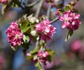 The blossoming apple-tree of Nedzvetsky (Malus niedzwetzkyana Dieck). A branch with flowers