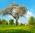Blossoming apple tree over cloudy blue sky Royalty Free Stock Photo