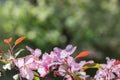 The blossoming apple-tree with pink petals on green background