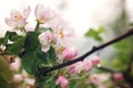 Blossoming apple tree after the rain, pink flowers and leaves are covered with water drops on a white background Royalty Free Stock Photo