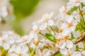 Blossoming apple tree, spring flowers