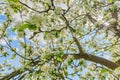 Blossoming apple tree in spring over blue sky and sunburst Royalty Free Stock Photo