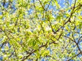 Blossoming apple tree on spring sunny day