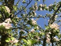 Blossoming apple tree Royalty Free Stock Photo