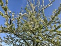 Blossoming apple tree Royalty Free Stock Photo