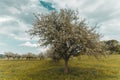 Blossoming apple tree at swiss countryside Royalty Free Stock Photo