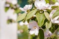 Blossoming apple tree with tender pink flowers in springtime. Orchard in bloom on blurry background