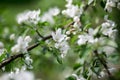 Blossoming of an apple-tree