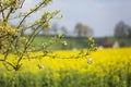 Blossoming Apple Tree with Yellow Rapeseed Field in Blurred Background in Spring. Royalty Free Stock Photo