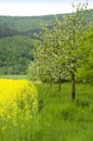 Blossoming apple trees Royalty Free Stock Photo