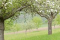 Blossoming Apple Trees Royalty Free Stock Photo