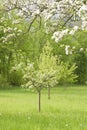 Blossoming Apple Trees Royalty Free Stock Photo