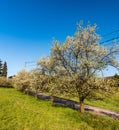 Blossoming apple trees alley around narrow road with meadow on other side and clear sky