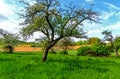 Blossoming apple trees on green meadow Royalty Free Stock Photo