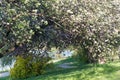 Blossoming apple trees in park Royalty Free Stock Photo