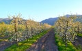 Blossoming apple trees Royalty Free Stock Photo