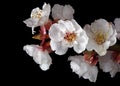 Blossoming apricot branch in water drops isolated on black. close up. spring flowers Royalty Free Stock Photo