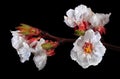 Blossoming apricot branch in water drops isolated on black. close up. spring flowers Royalty Free Stock Photo