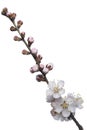 Blossoming apricot tree