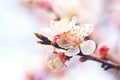 Blossoming of the apricot tree in spring time with beautiful flowers. Gardening. Selective focus. Royalty Free Stock Photo