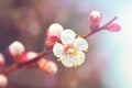 Blossoming of the apricot tree in spring time with beautiful flowers. Gardening. Selective focus. Royalty Free Stock Photo