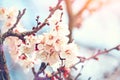 Blossoming of the apricot tree in spring time with beautiful flowers. Gardening. Selective focus. Royalty Free Stock Photo