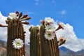 Blossoming Argentine Giant Cactus, Echinopsis candicans