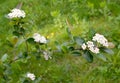 Blossoming of an aroniya mountain ash black-fruited Aronia melanocarpa Michx. Elliott Royalty Free Stock Photo