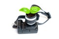 Blossoming Artistry: Tender Sprout Comes from a Miniature Camera Royalty Free Stock Photo
