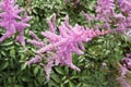 Blossoming Astilbe