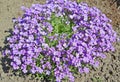Blossoming the aubrietia  Aubrieta Adans.. General view Royalty Free Stock Photo