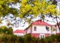 Blossoming of Australian wattle tree Acacia pycnantha, golden wattle close up in spring, bright yellow flowers against red roof Royalty Free Stock Photo