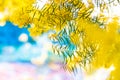 Blossoming of Australian wattle tree Royalty Free Stock Photo