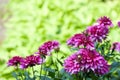 Blossoming of autumn aster flower