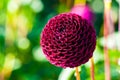 Blossoming of autumn aster flower