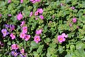 Blossoming bacopa in the garden